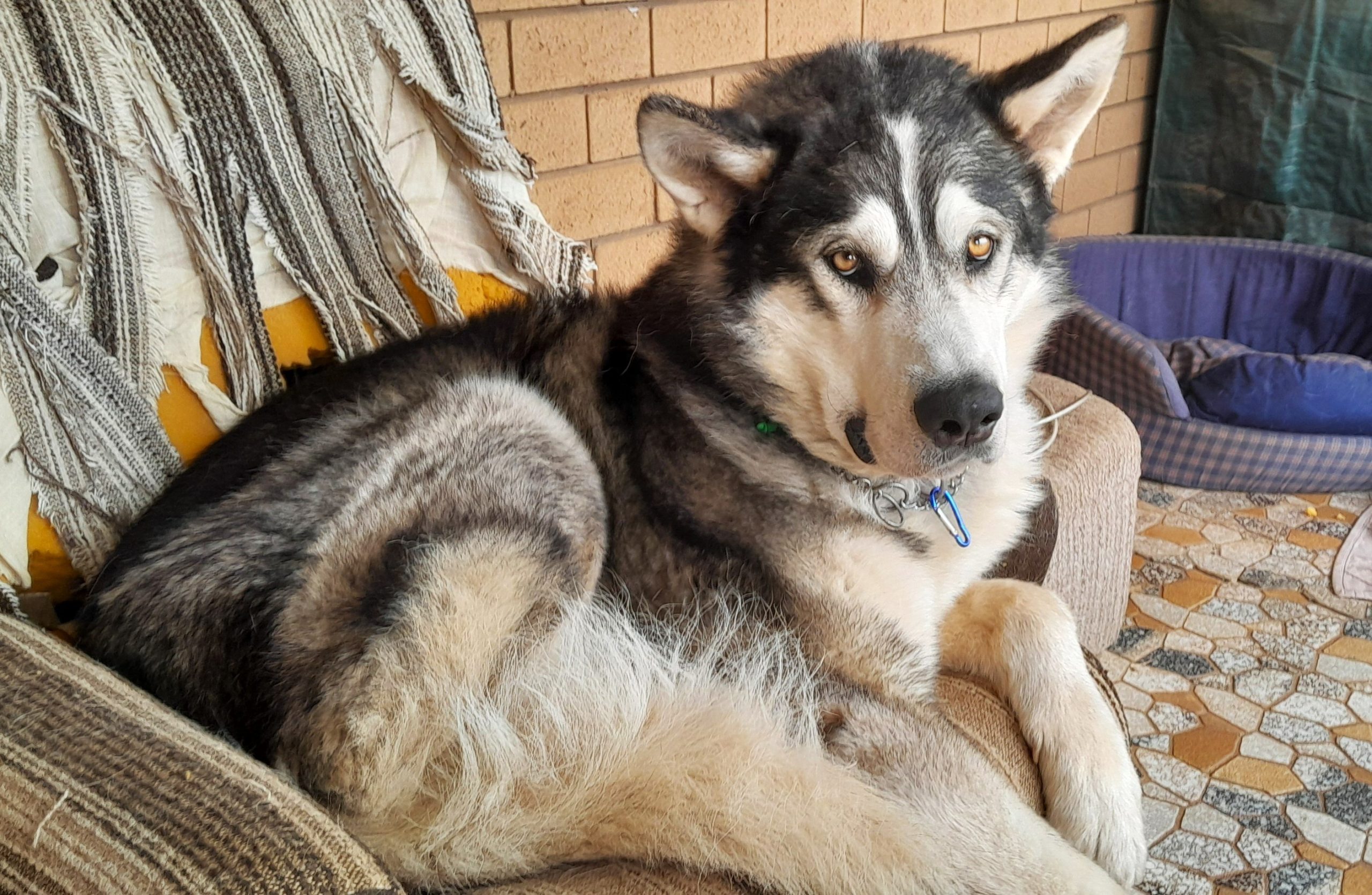 Bam - 3yo male Malamute