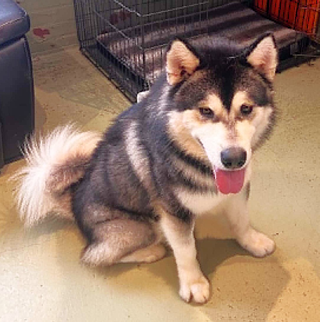 Caspian - male Malamute
