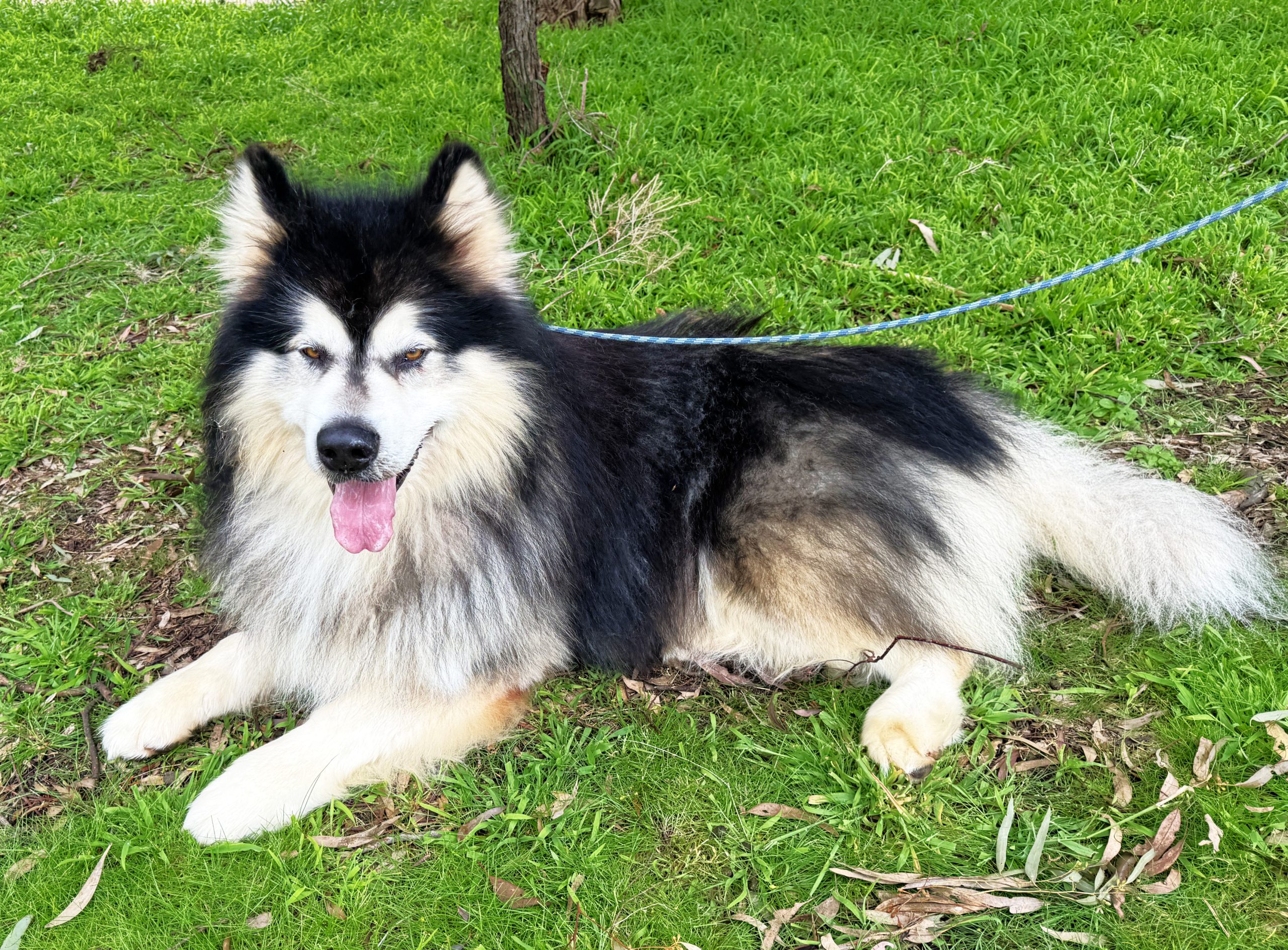Memphis - 8yo Malamute boy