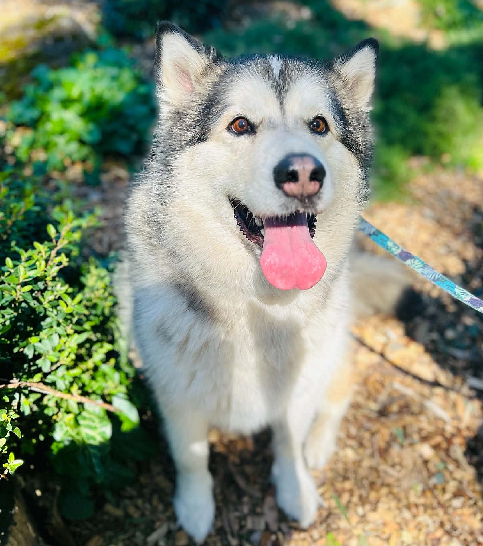 Talula -  female Malamute