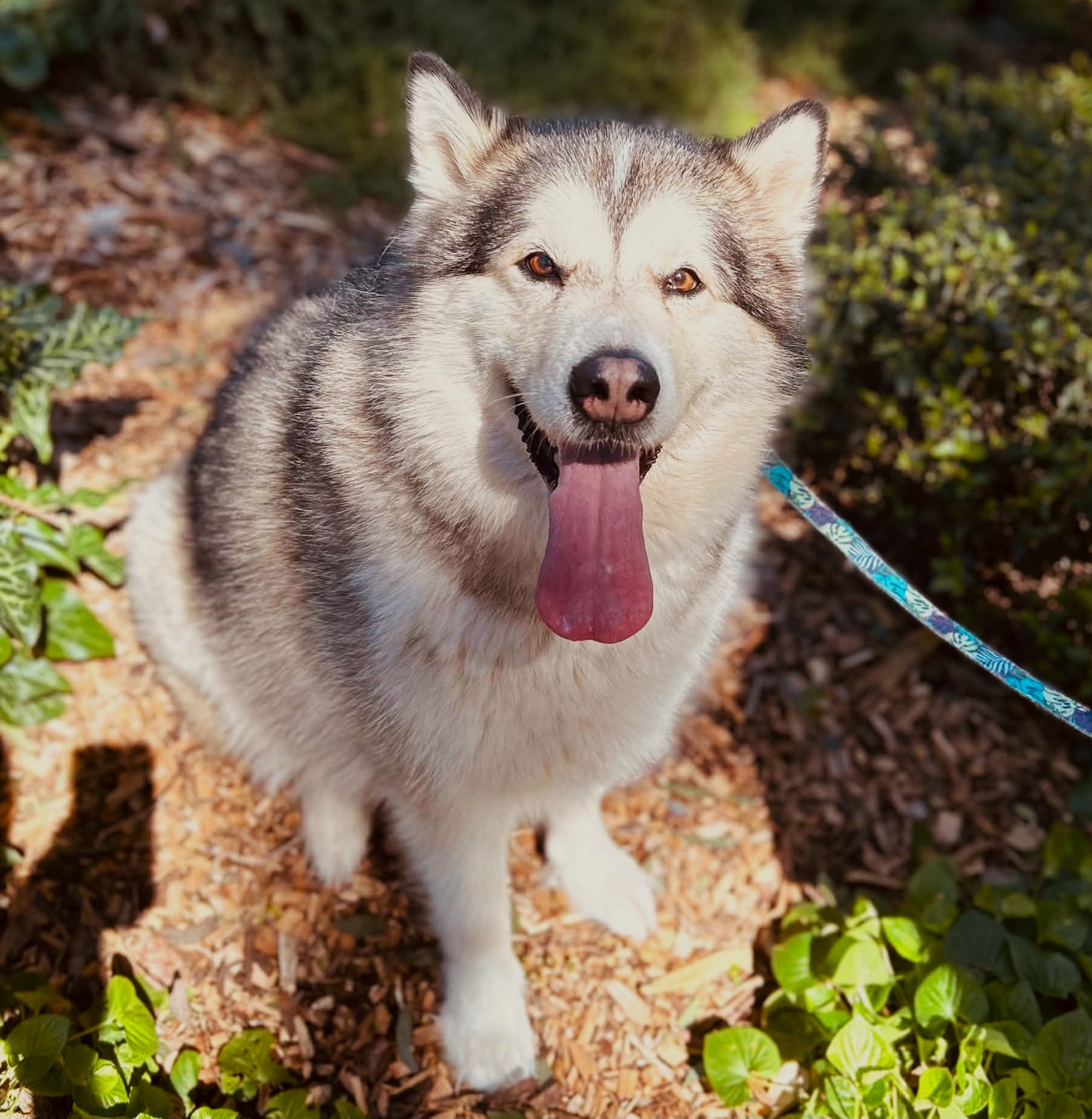 Talula -  female Malamute