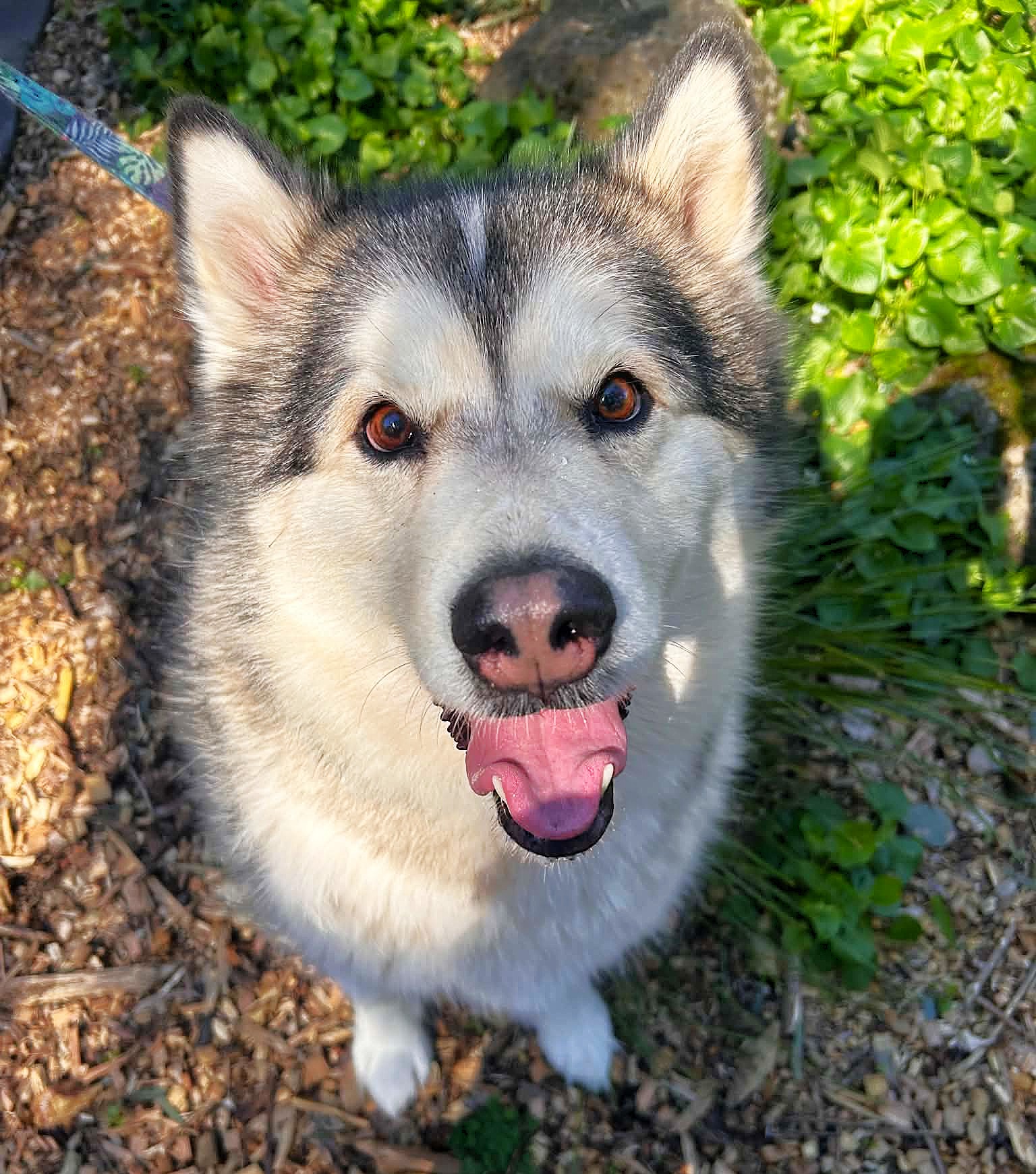 Talula -  female Malamute