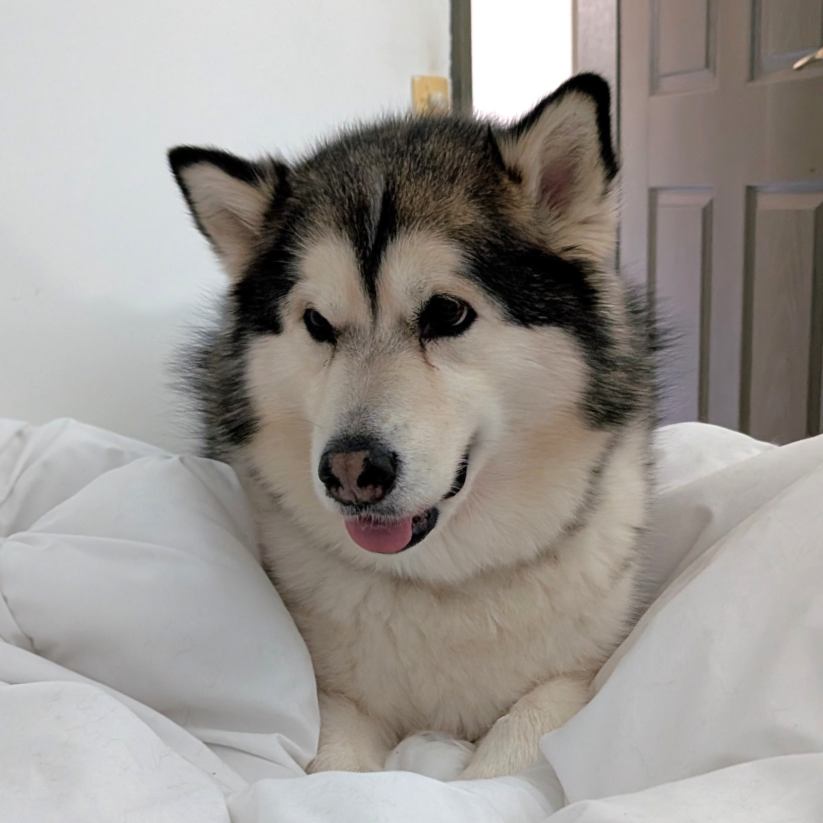 Talula -  female Malamute