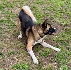 Danny - male Akita